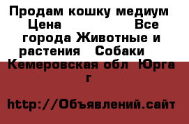 Продам кошку медиум › Цена ­ 6 000 000 - Все города Животные и растения » Собаки   . Кемеровская обл.,Юрга г.